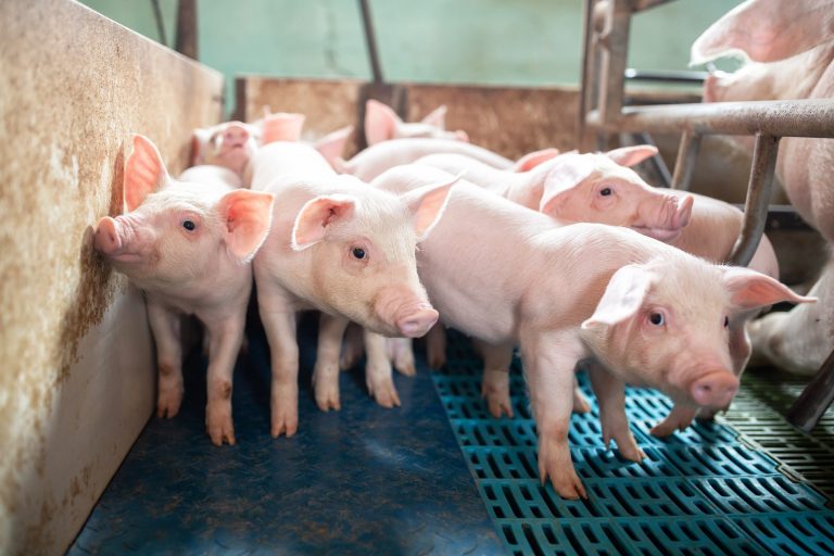 Los Cuatro Pilares Básicos De La Porcicultura Ivanagro Medellin ~ Colombia 8397